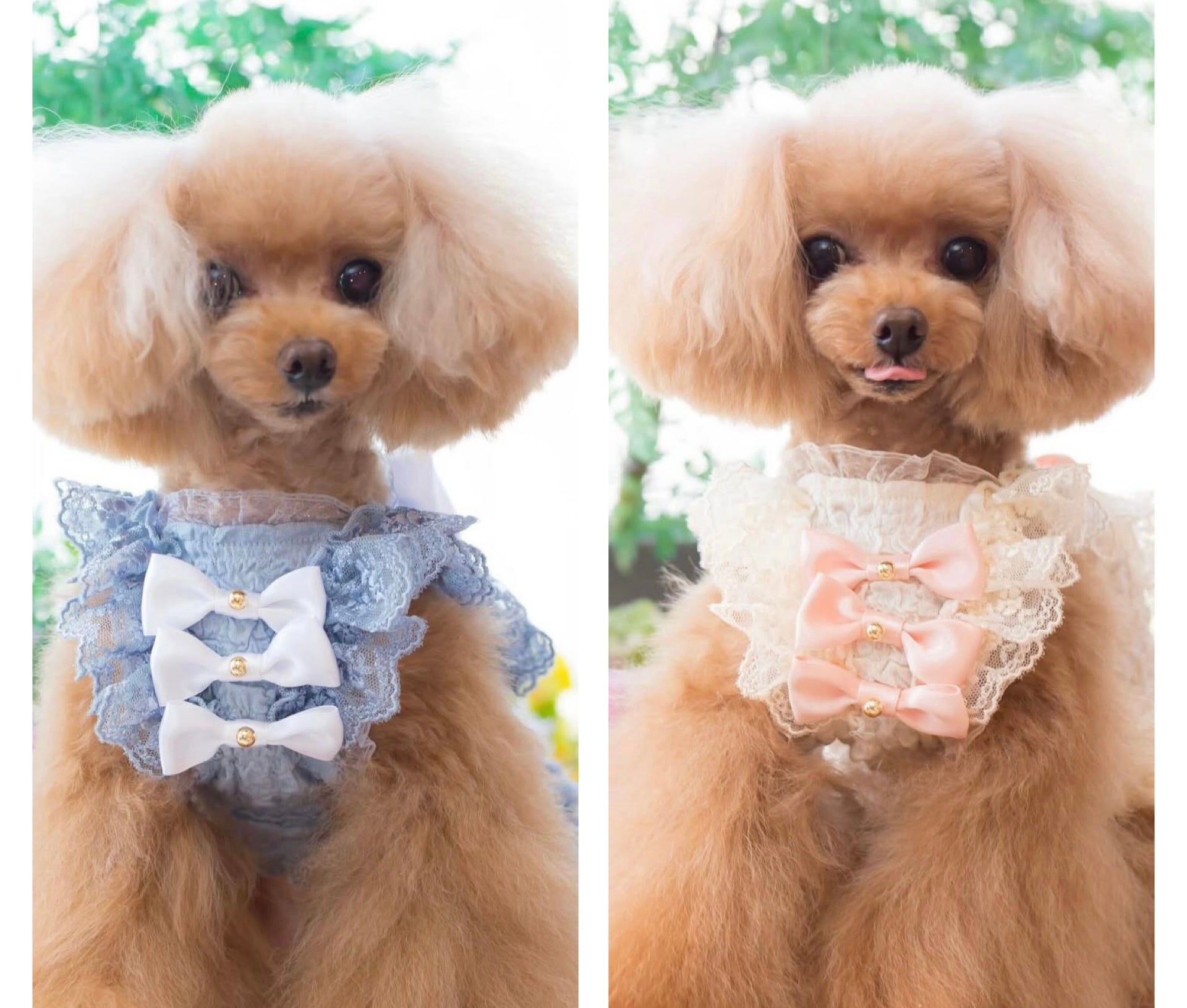 MIRANEST/パウダー /FOR DOG | PURIM