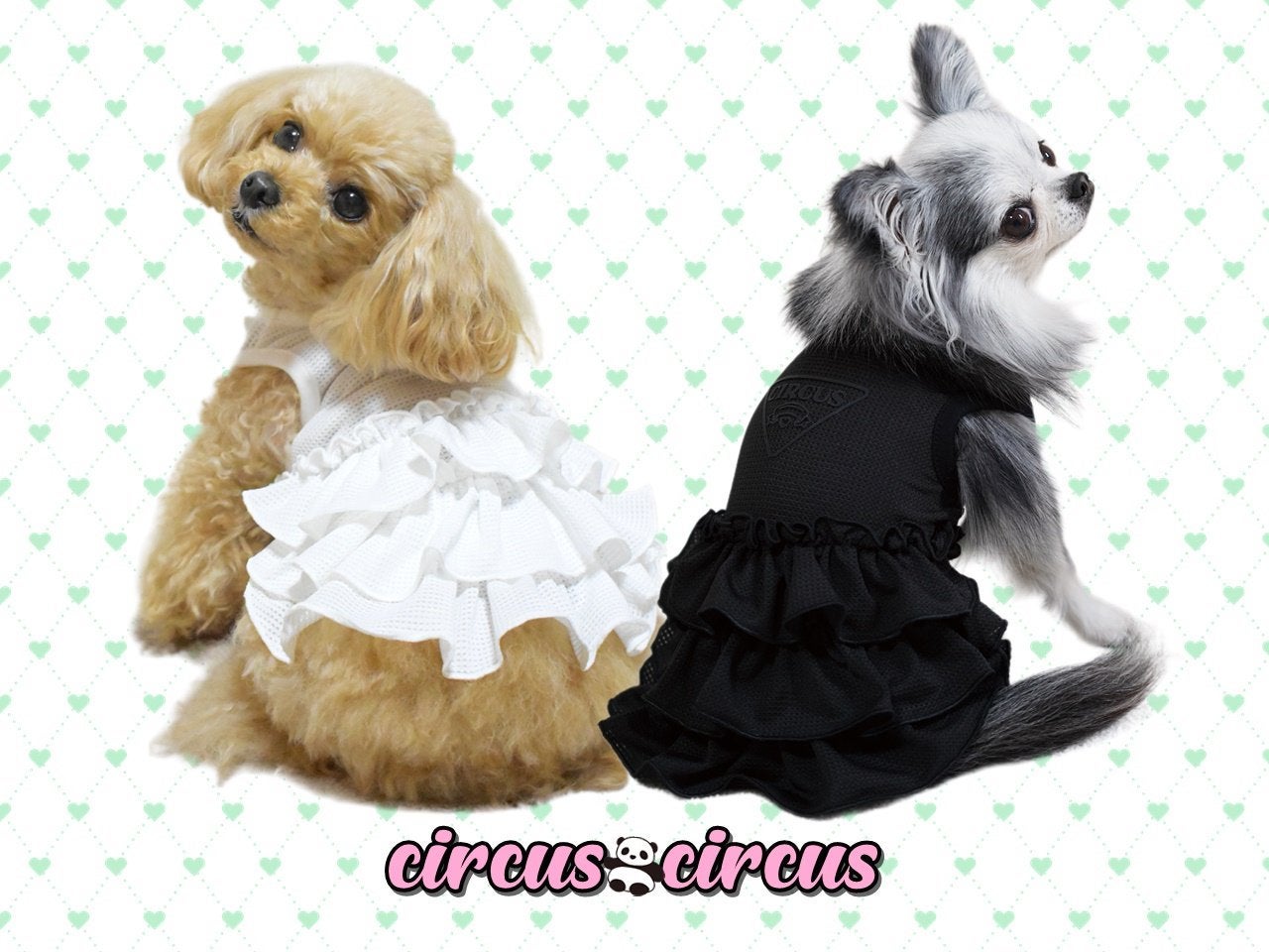 circus circus | PURIM